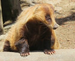 アナグマの参考写真