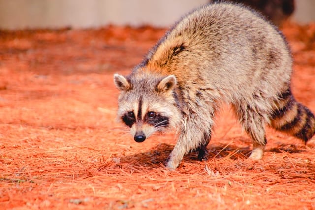 アライグマの写真