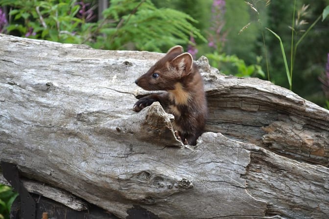 テンの写真
